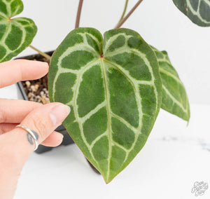 Anthurium Zara '29' × Zara '3' by DocBlock® (wk13-UP)