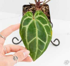 Anthurium Zara '29' × Zara '3' by DocBlock® (wk13-UP)