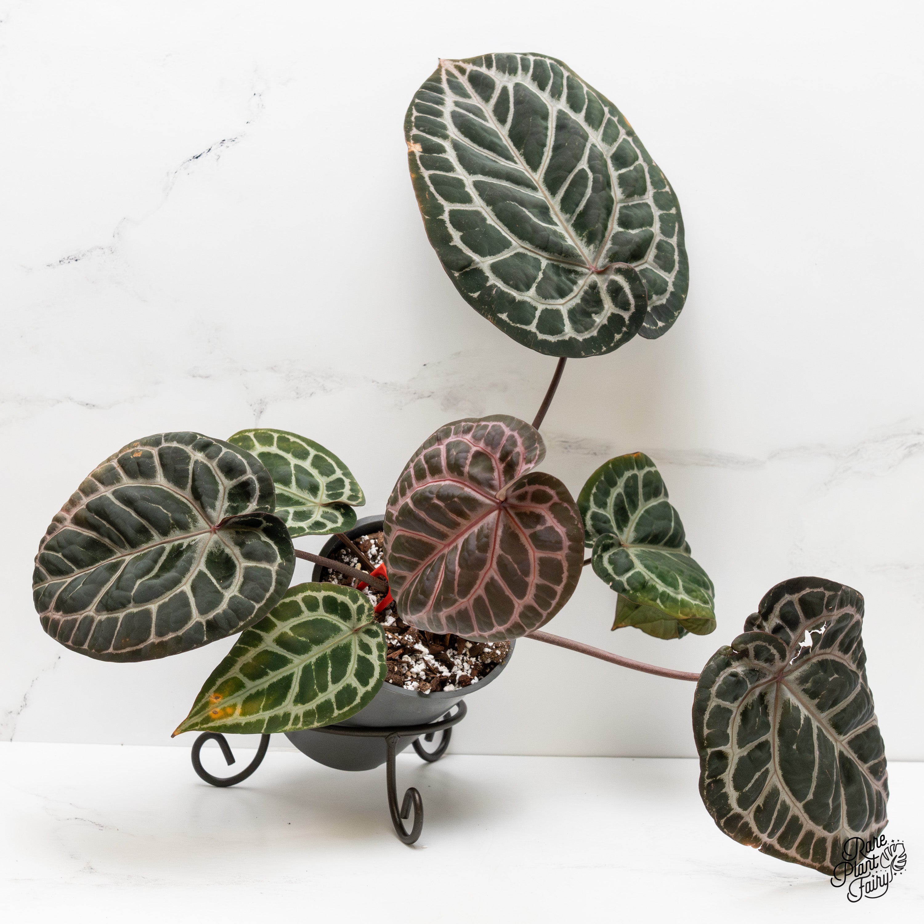 Anthurium Zara '31' x Tortoise Shell Grey '36' by DocBlock® (wk2-Z