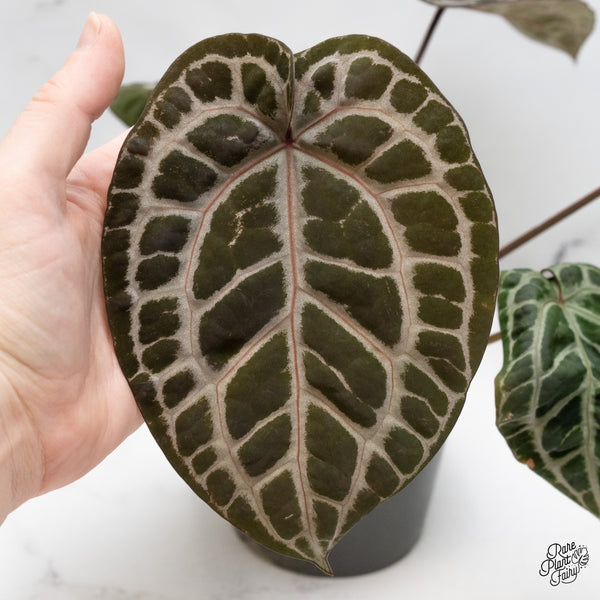 Anthurium Zara '31' x Tortoise Shell Grey '36' by DocBlock® (wk51-AB)