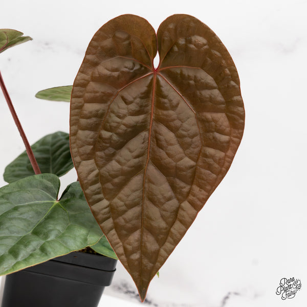 Anthurium 'Luxurians' X 'Zara' x 'Michelle' by DocBlock® (wk43-E)