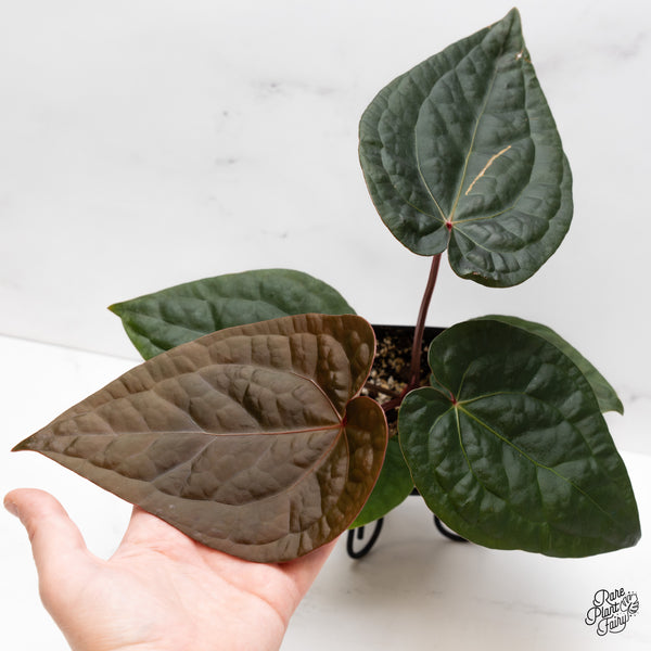 Anthurium 'Luxurians' X 'Zara' x 'Michelle' by DocBlock® (wk43-E)