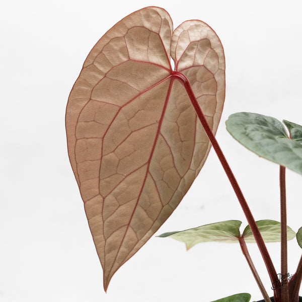 Anthurium 'Luxurians' X 'Zara' x 'Michelle' by DocBlock® (wk43-E)