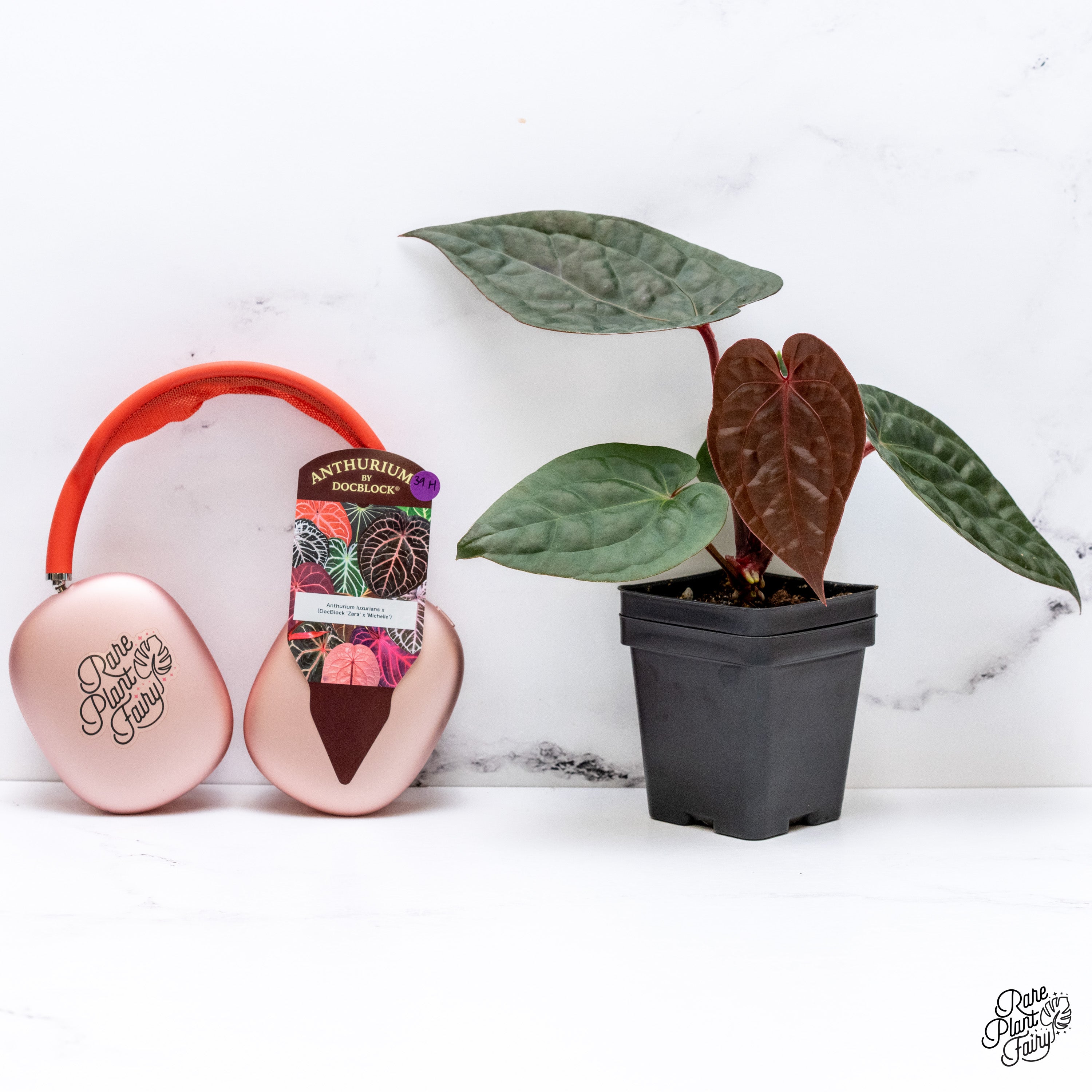 アンスリウム　Zara x Michelle by docblock Anthurium (Zara x Michelle) x Doc Block F2 – Carnivero