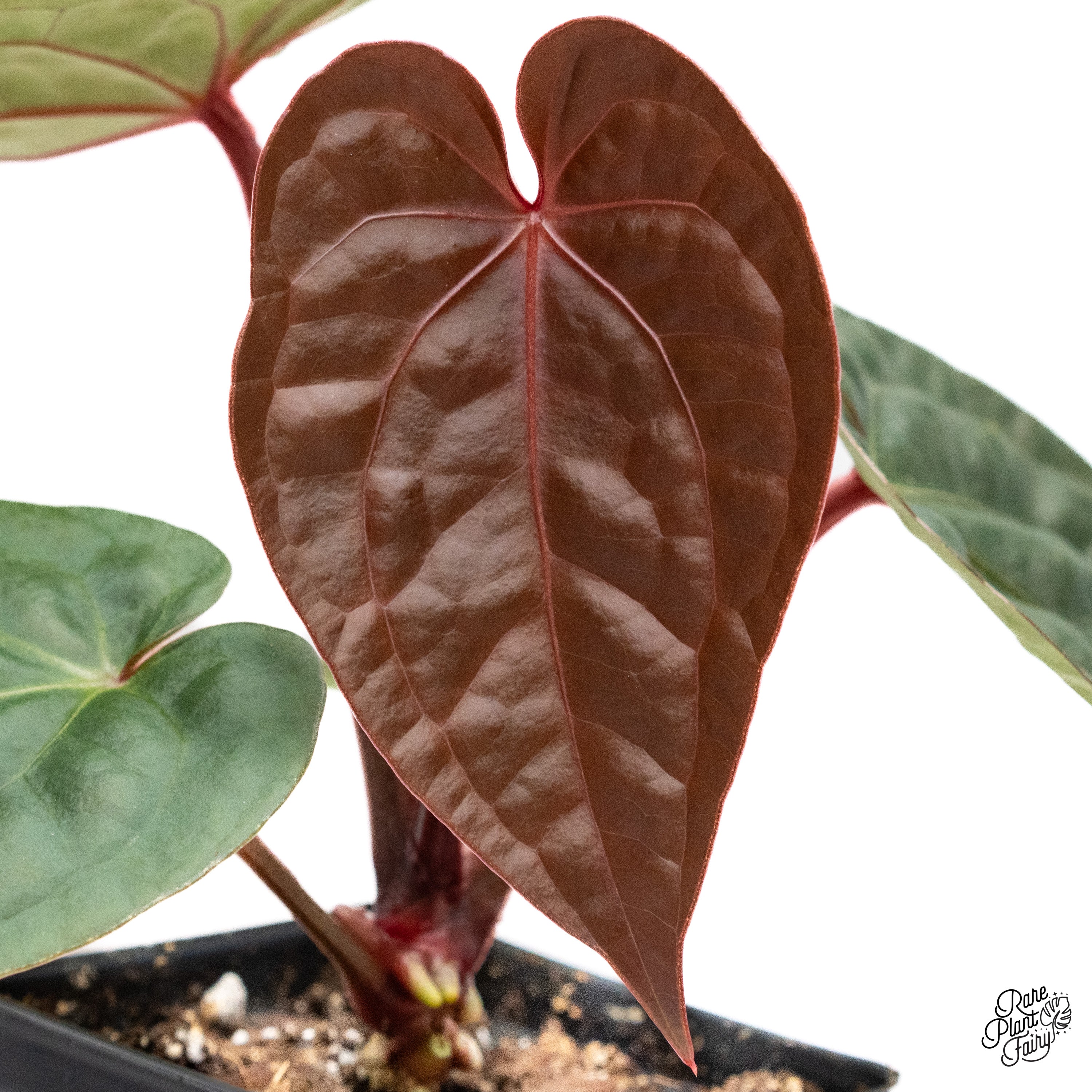 Anthurium luxurians 大株 Anthurium Luxurians 4” - US SELLER – Rare Foliage Plant Co