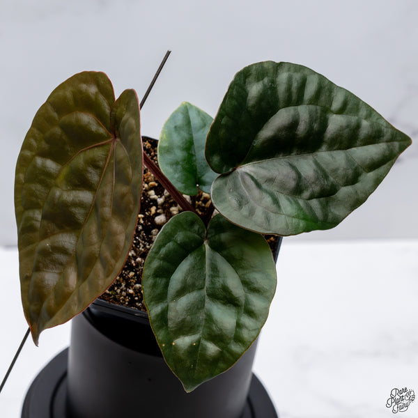 Anthurium Luxurians X 'Zara' x 'Michelle' by DocBlock® *Grower's Choice*