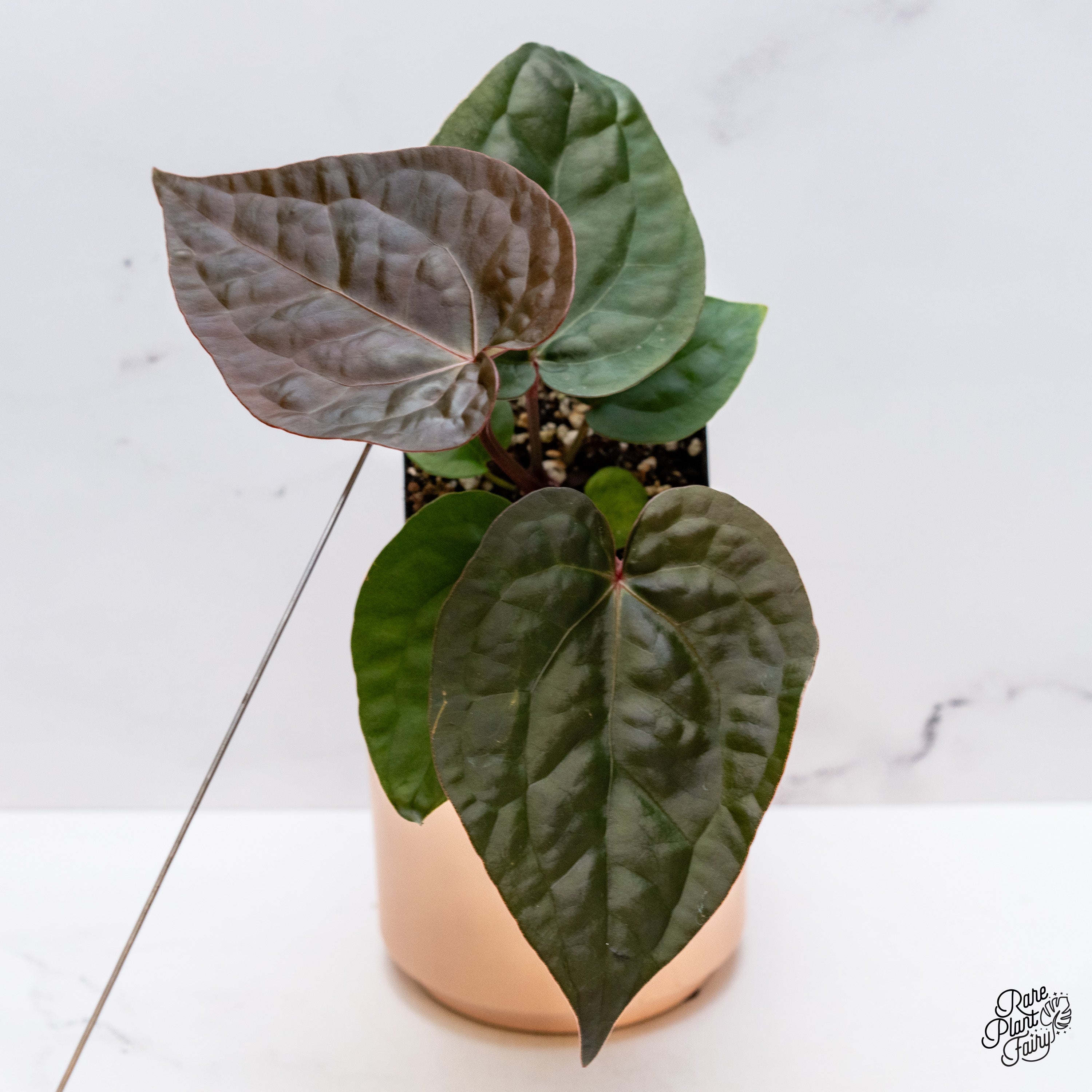 るい Anthurium'Michelle'2株 アンスリウム ミシェル MICHELLE 2芽 アンスリウム・ミシェル