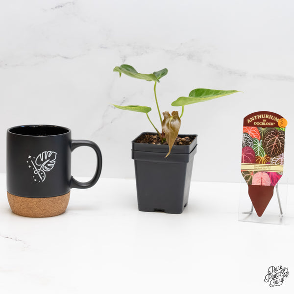 Anthurium Black Widow '43' x Zara '14' by DocBlock® (wk5-C)