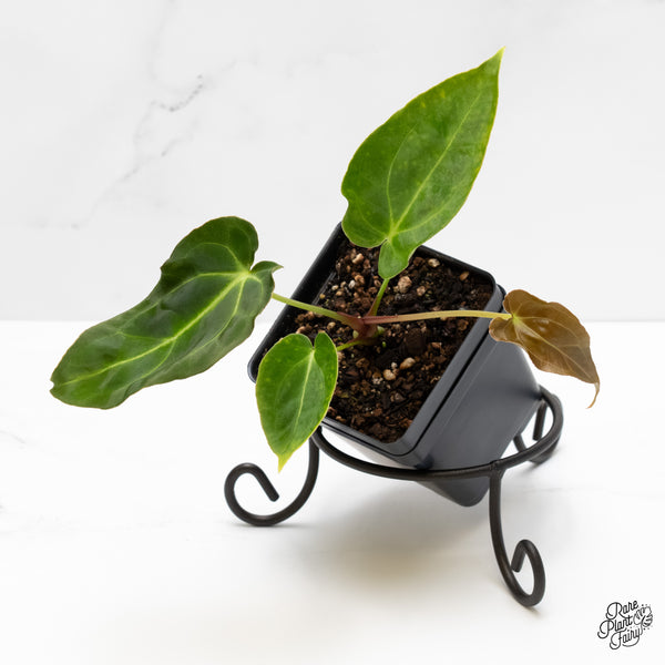 Anthurium Black Widow '43' x Zara '14' by DocBlock® (wk5-C)