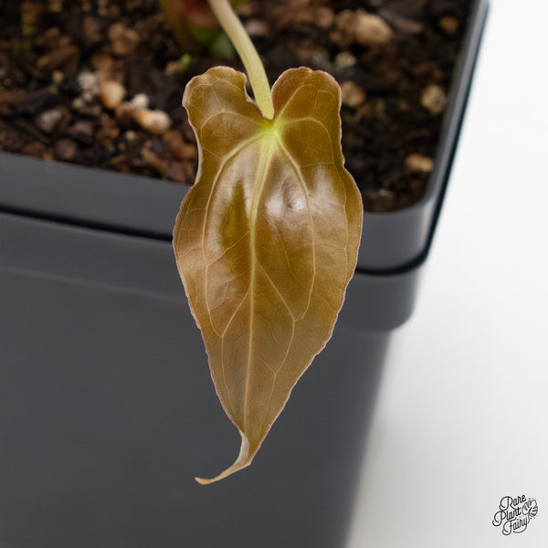 Anthurium Black Widow '43' x Zara '14' by DocBlock® (wk5-C)