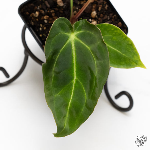 Anthurium Black Widow '43' x Zara '14' by DocBlock® (wk5-C)