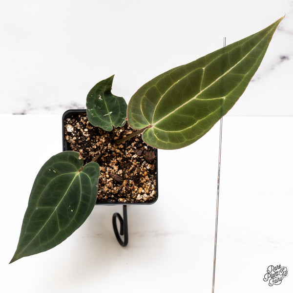 Anthurium Black Widow '43' x Red Velvet Cake '24' by DocBlock® (wk43-AA)