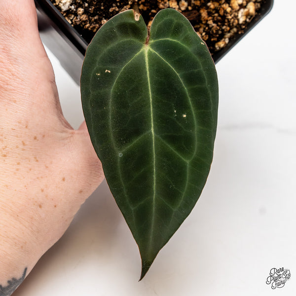 Anthurium Black Widow '43' x Red Velvet Cake '24' by DocBlock® (wk43-AA)