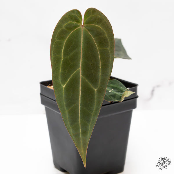 Anthurium Black Widow '43' x Red Velvet Cake '24' by DocBlock® (wk43-AA)