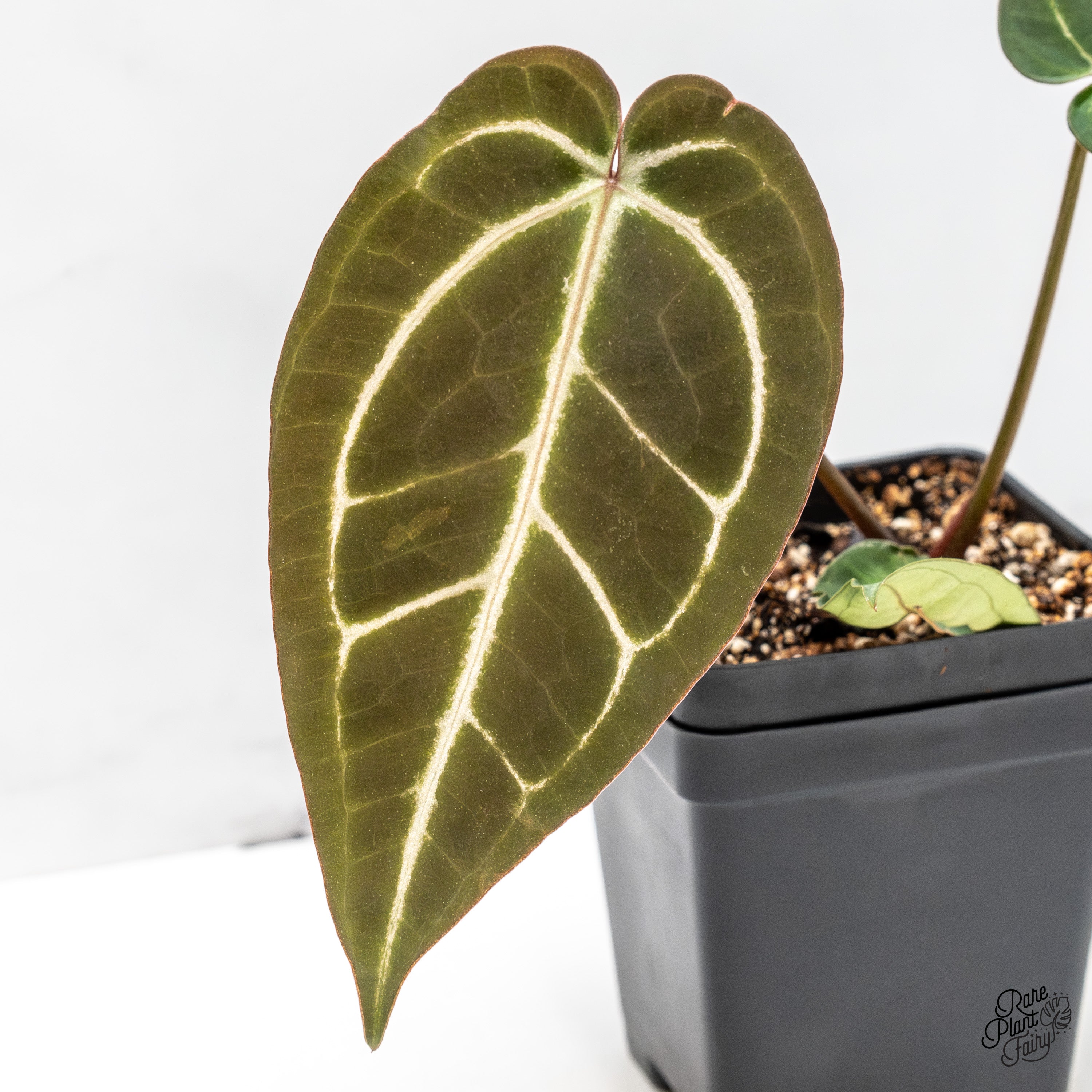 Anthuriums by DocBlock – Rare Plant Fairy