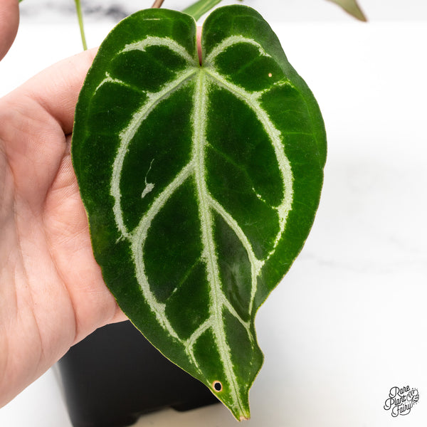 Anthurium DocBlock Briëlle '16' x Black Widow '13' by DocBlock® (wk51-C)