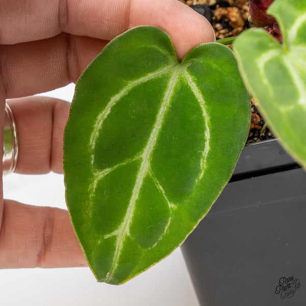 Anthurium DocBlock Briëlle '16' x Black Widow '13' by DocBlock® (wk51-C)