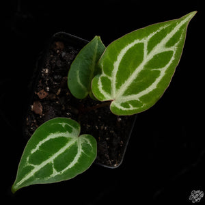 Anthurium DocBlock Bri√´lle '16' x Lynette '18' by DocBlock¬Æ *Grower's Choice*