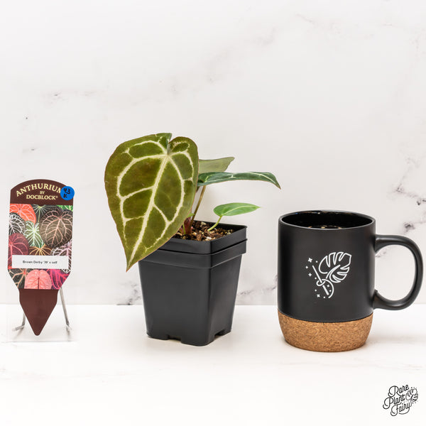 Anthurium Brown Derby '39' x Brown Derby '39' by DocBlock® (wk43-K) *Fused Sinus*