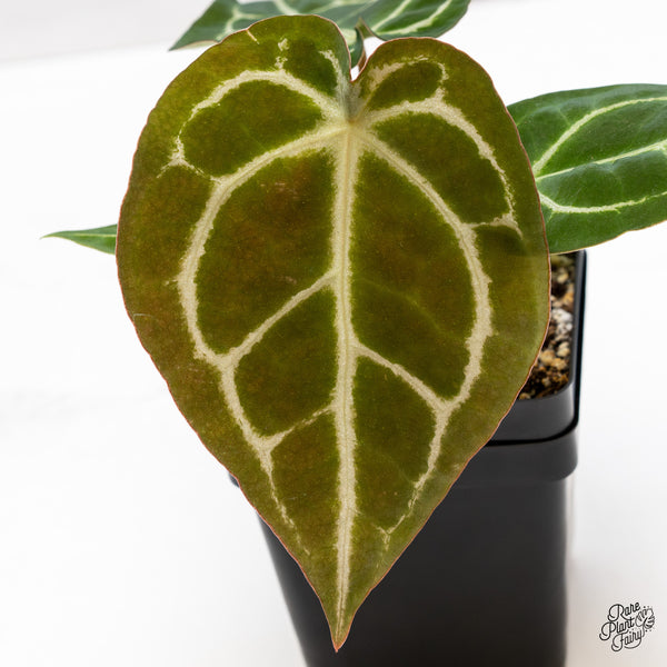 Anthurium Brown Derby '39' x Brown Derby '39' by DocBlock® (wk43-K) *Fused Sinus*