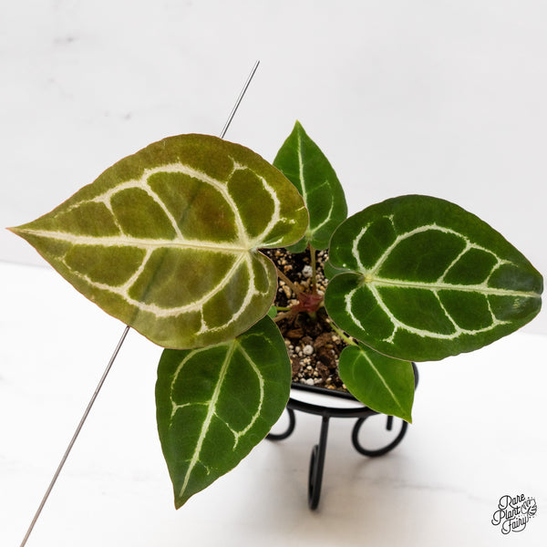 Anthurium Brown Derby '39' x Brown Derby '39' by DocBlock® (wk43-K) *Fused Sinus*