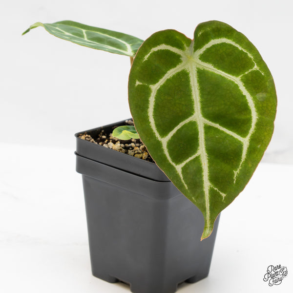 Anthurium Brown Derby '39' x Brown Derby '39' by DocBlock® (wk44-O) *Fused Sinus*