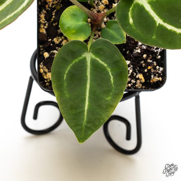 Anthurium Brown Derby '39' x Brown Derby '39' by DocBlock® (wk44-O) *Fused Sinus*