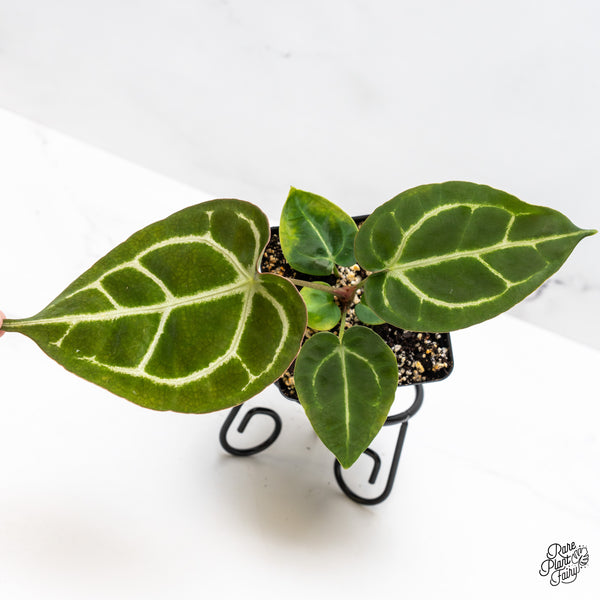 Anthurium Brown Derby '39' x Brown Derby '39' by DocBlock® (wk44-O) *Fused Sinus*