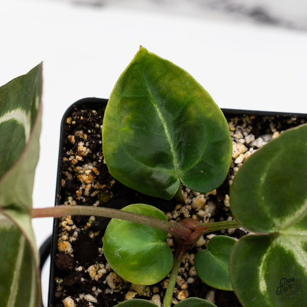 Anthurium Brown Derby '39' x Brown Derby '39' by DocBlock® (wk44-O) *Fused Sinus*