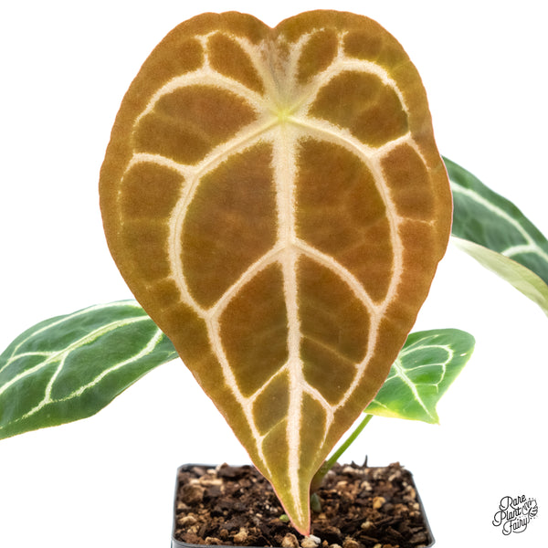 Anthurium Brown Derby '39' x Brown Derby '39' by DocBlock® (wk6- X)