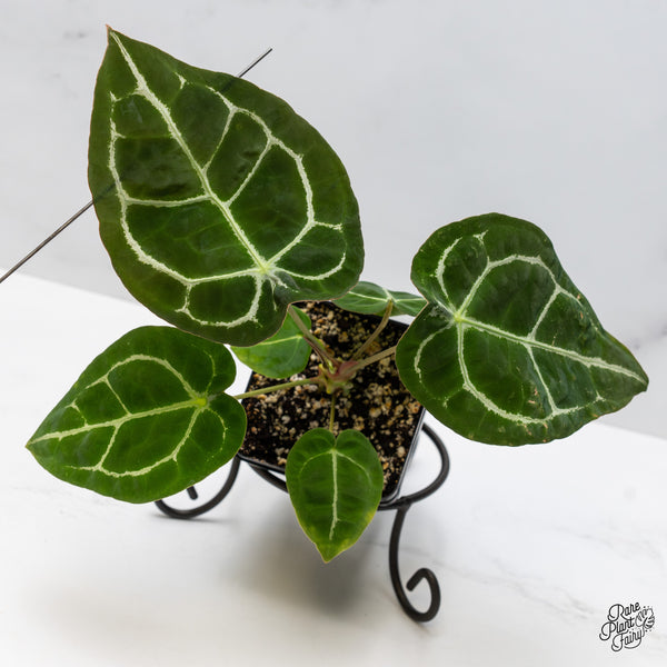 Anthurium Brown Derby '39' x Brown Derby '39' by DocBlock® (wk51-V)