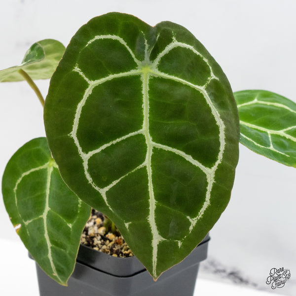 Anthurium Brown Derby '39' x Brown Derby '39' by DocBlock® (wk51-V)