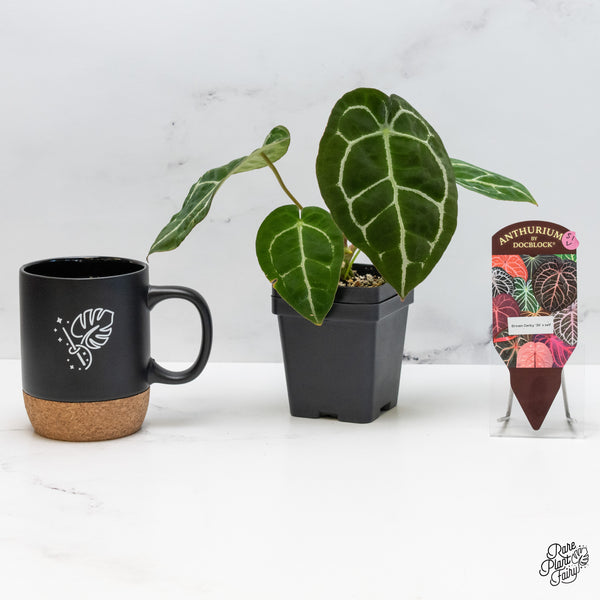 Anthurium Brown Derby '39' x Brown Derby '39' by DocBlock® (wk51-V)