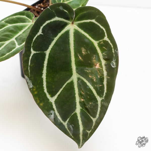 Anthurium Brown Derby '39' x Brown Derby '39' by DocBlock® (wk3-N)