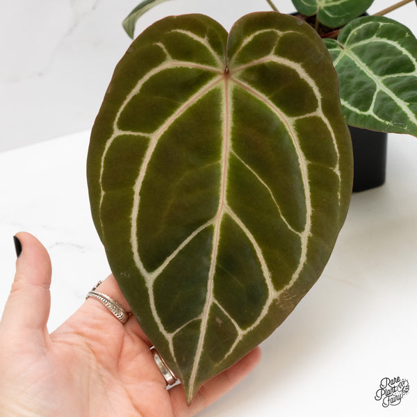 Anthurium Brown Derby '39' x Brown Derby '39' by DocBlock® (wk3-N)