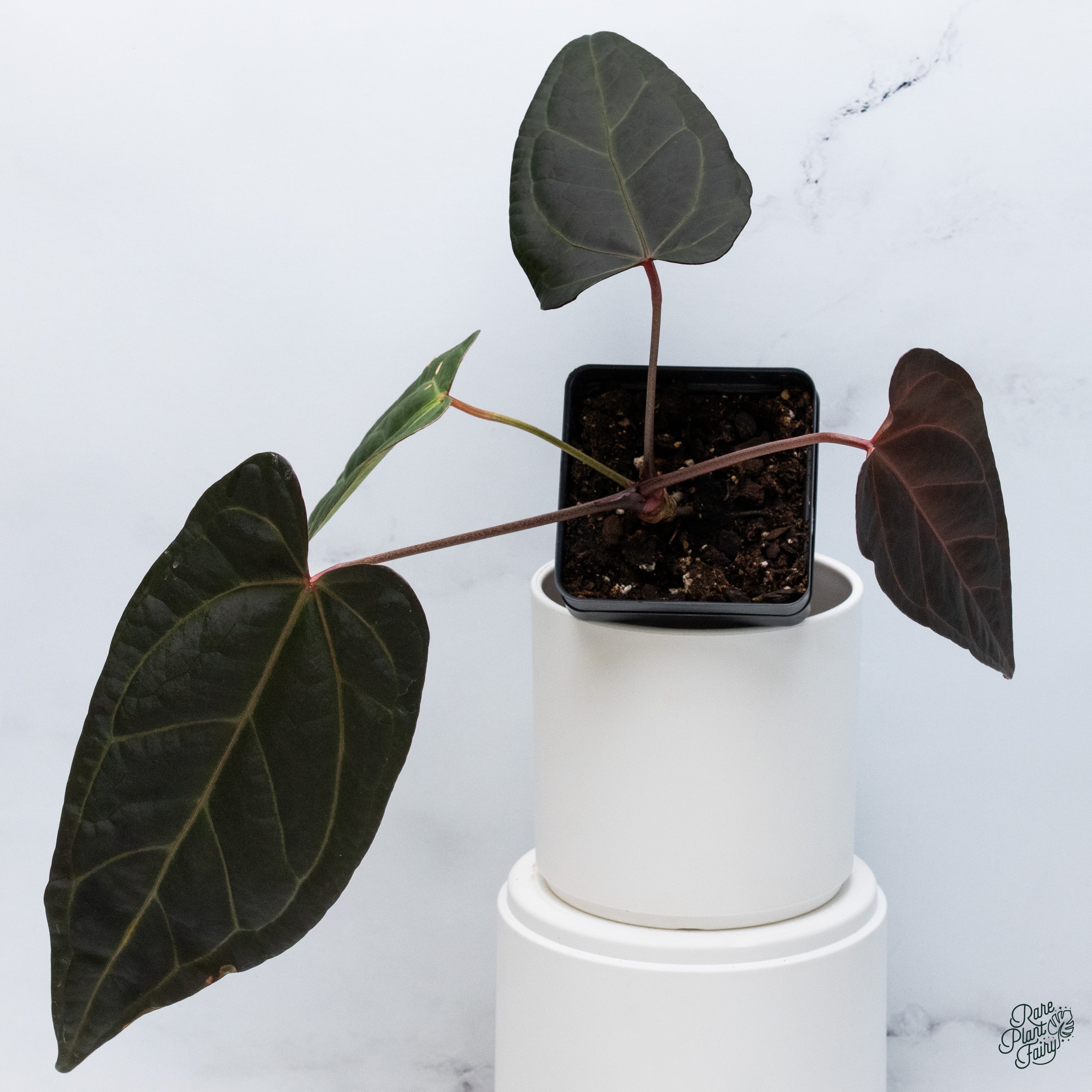 Anthurium Dark and Handsome '9' x Dark and Handsome '9' by