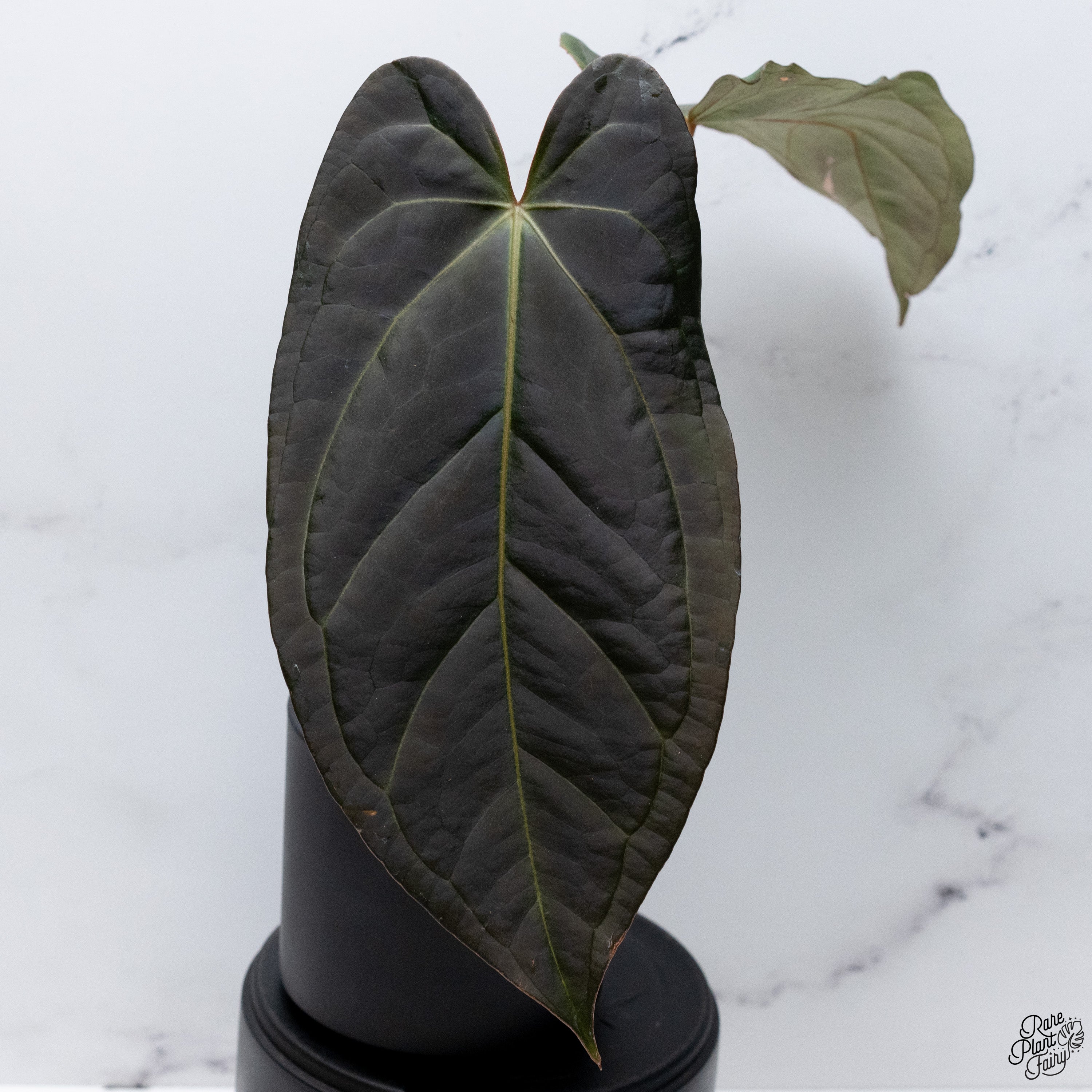 アンスリウム ブラックウィドウ x ブラックウィドウ doc block