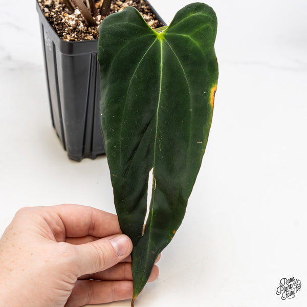 Anthurium Dark and Handsome '9' x Black Widow '13' by DocBlock® (wk45-E)