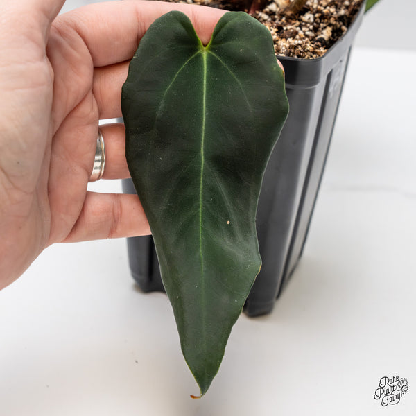 Anthurium Dark and Handsome '9' x Black Widow '13' by DocBlock® (wk45-E)