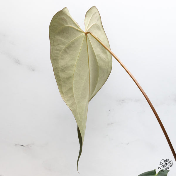 Anthurium Dark and Handsome '9' x Black Widow '13' by DocBlock® (wk45-E)