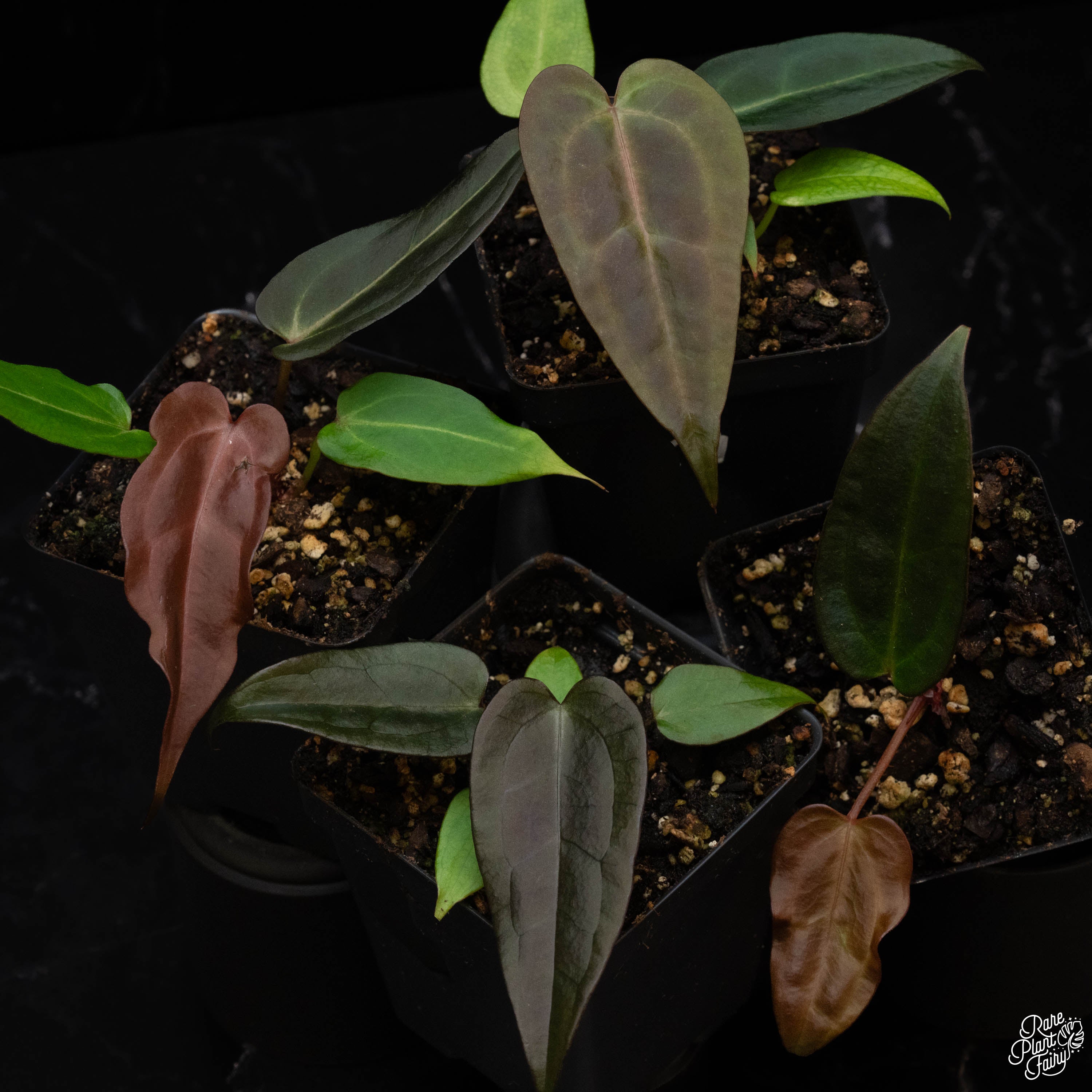 botanicalさま Anthurium (dorayaki x Dreamweaver) x (Zara x Michelle) -purple