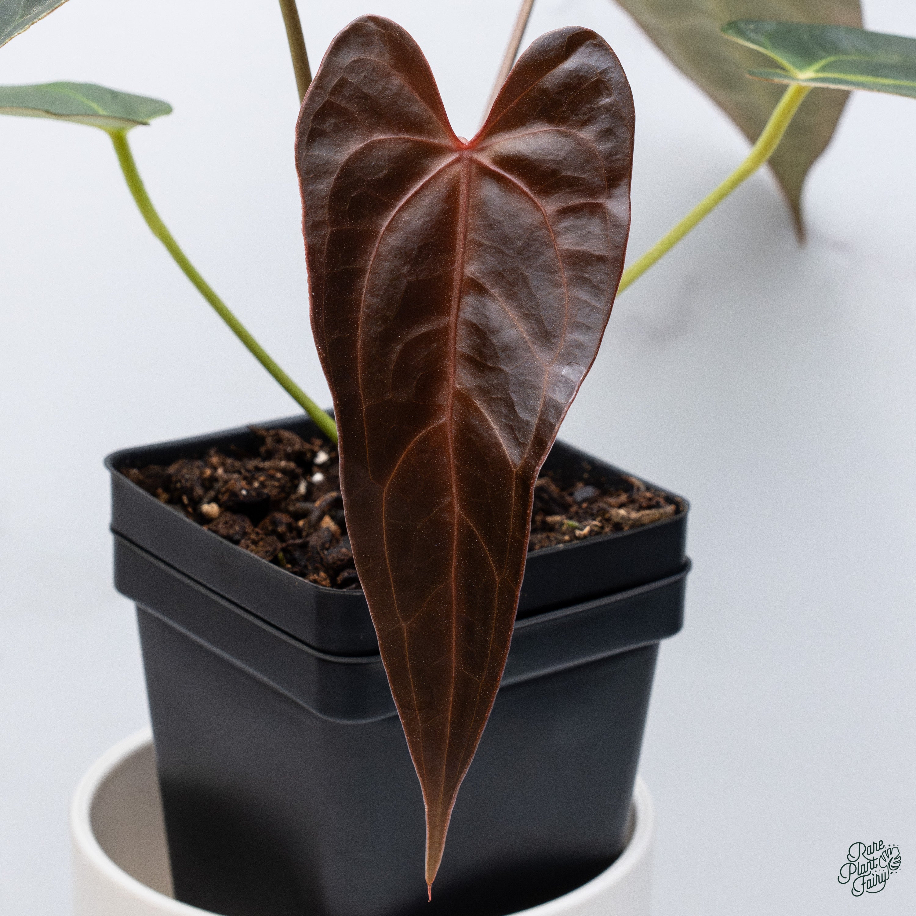 Anthurium Docblock 'Scarlet' S1 スカーレット子株 Anthurium Docblock 'Scarlet' S1 スカーレット子株 North