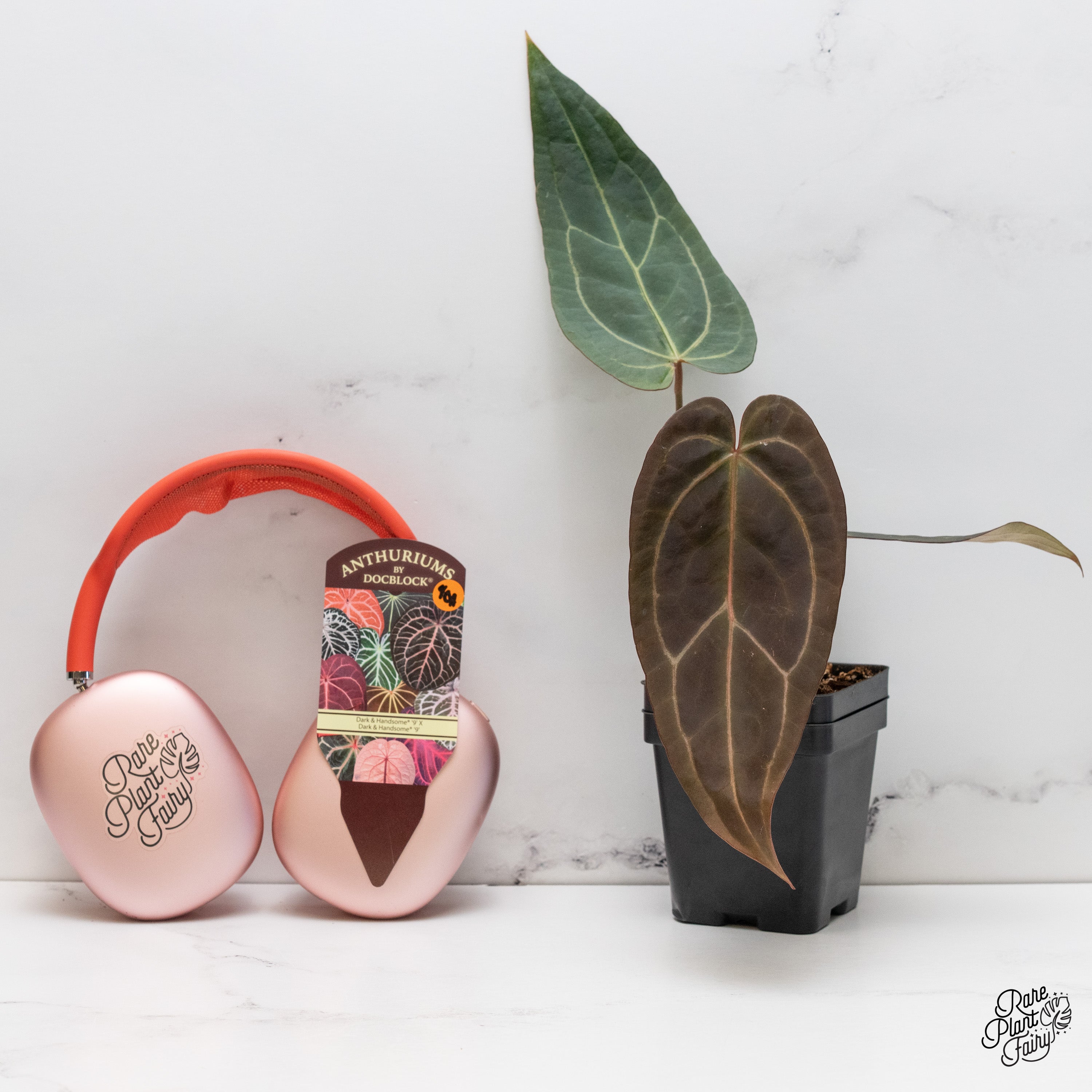 (クローン)anthurium docblock scarlet s1セレクト クローン)anthurium docblock scarlet s1セレクト クローン)anthurium