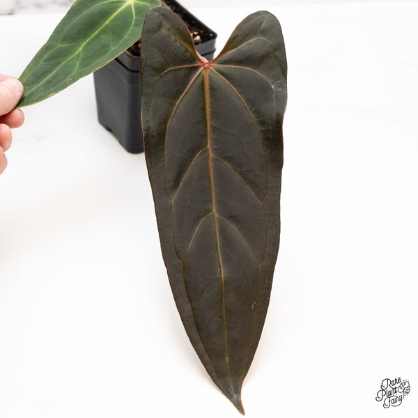 Anthurium Dark and Handsome '9' x Dark and Handsome '9' by DocBlock® (wk43-A)