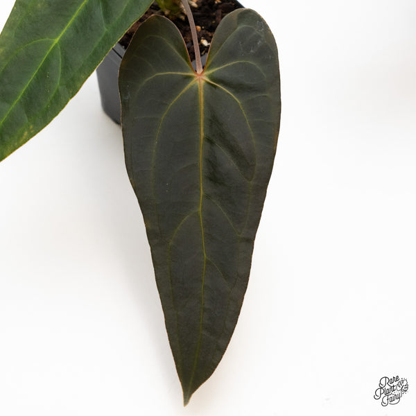 Anthurium Dark and Handsome '9' x Dark and Handsome '9' by DocBlock® (wk43-A)