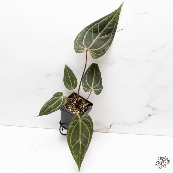 Anthurium Dark and Handsome '9' x Dark and Handsome '9' by DocBlock® (wk43-I)