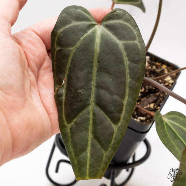 Anthurium Dark and Handsome '9' x Dark and Handsome '9' by DocBlock® (wk43-I)