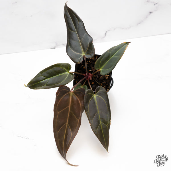 Anthurium Dark and Handsome '9' x Dark and Handsome '9' by DocBlock® (wk43-U)