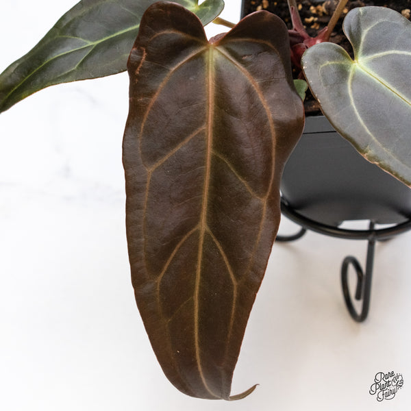 Anthurium Dark and Handsome '9' x Dark and Handsome '9' by DocBlock® (wk43-U)