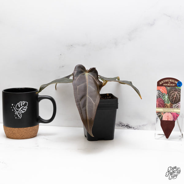 Anthurium Dark and Handsome '9' x Dark and Handsome '9' by DocBlock® (wk43-U)